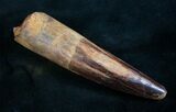 Spinosaurus Tooth - Partial Root #7881-1